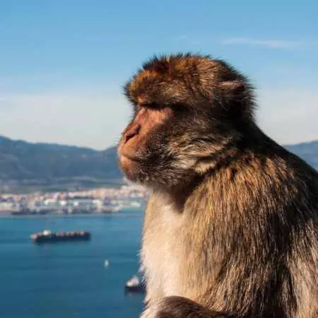 malpa-magot-barbary-macaque-skala-gibraltarska